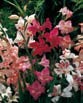 Gladiolus NANUS MIXED